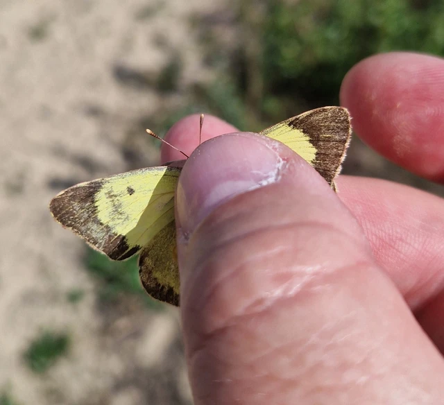 Colias erate - csángó-kéneslepke