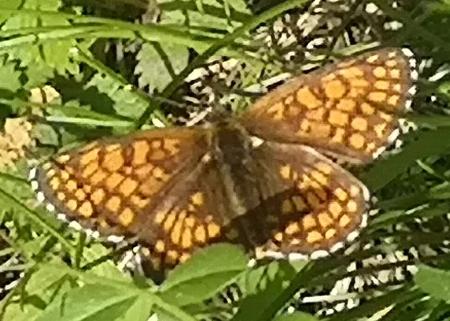 Melitaea athalia - közönséges tarkalepke