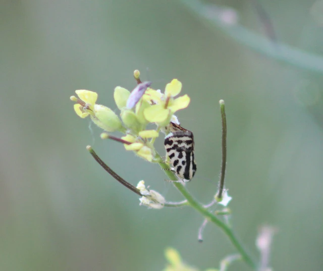 Emmelia trabealis - zebrabagoly