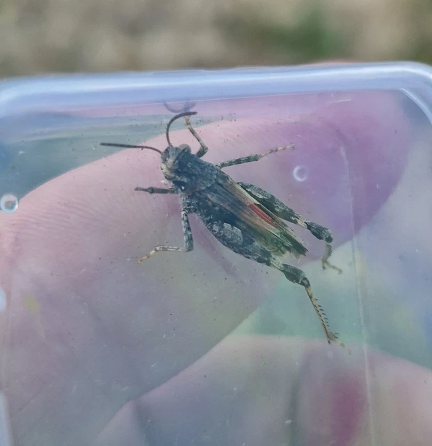 Acrotylus insubricus - önbeásósáska