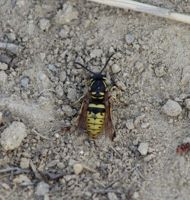 Vespula