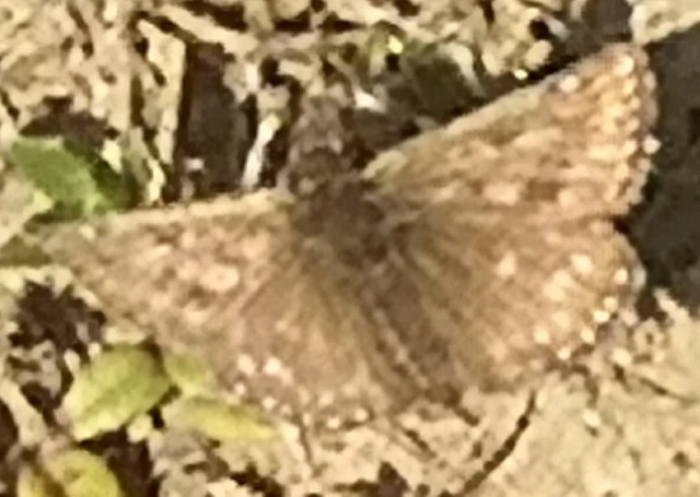 Erynnis tages - cigánylepke