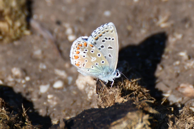Polyommatus bellargus - égszínű boglárka