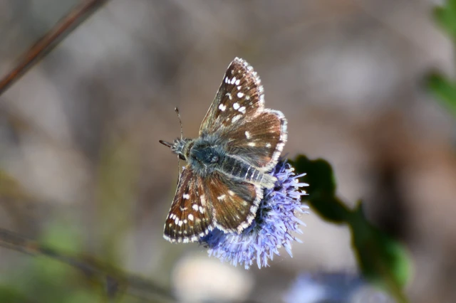 Spialia orbifer - törpe busalepke
