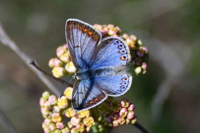 Polyommatus icarus - közönséges boglárka