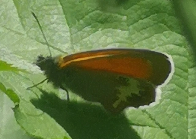 Coenonympha arcania - fehéröves szénalepke