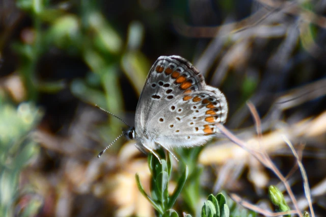 Aricia agestis - szerecsenboglárka