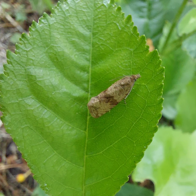 Celypha striana - pitypangfúró tükrösmoly