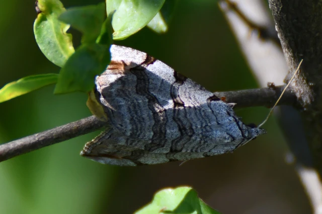 Aplocera efformata/plagiata