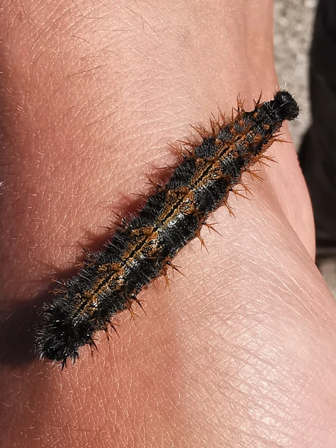 Nymphalis polychloros - nagy rókalepke