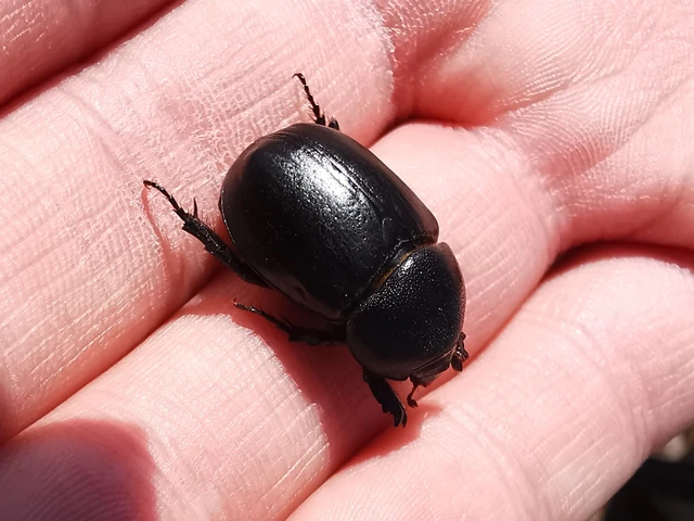 Pentodon idiota - butabogár