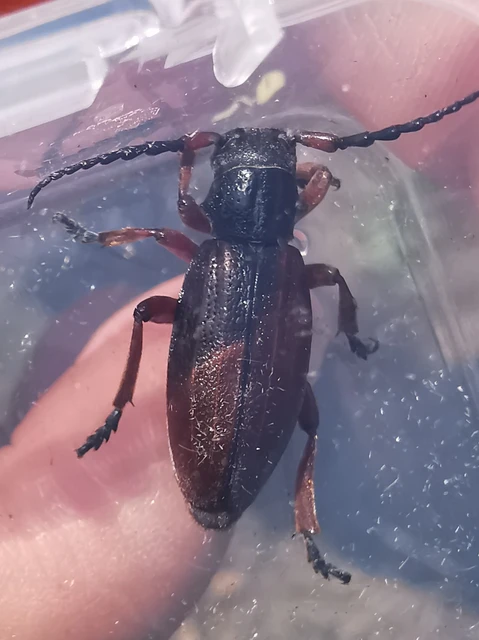 Dorcadion fulvum - barna gyalogcincér