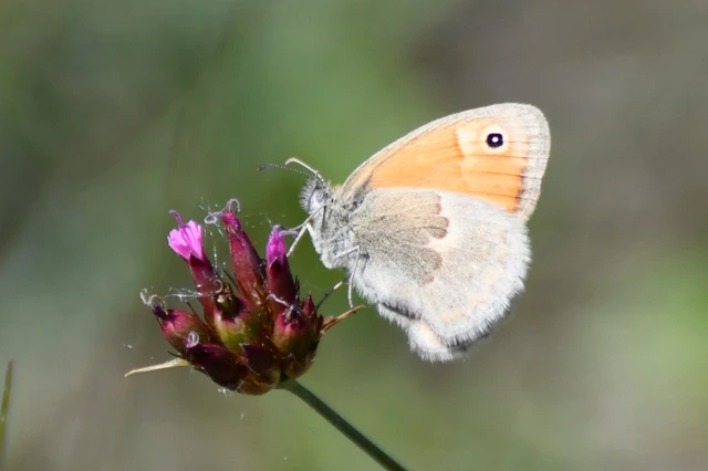 Coenonympha pamphilus - kis szénalepke