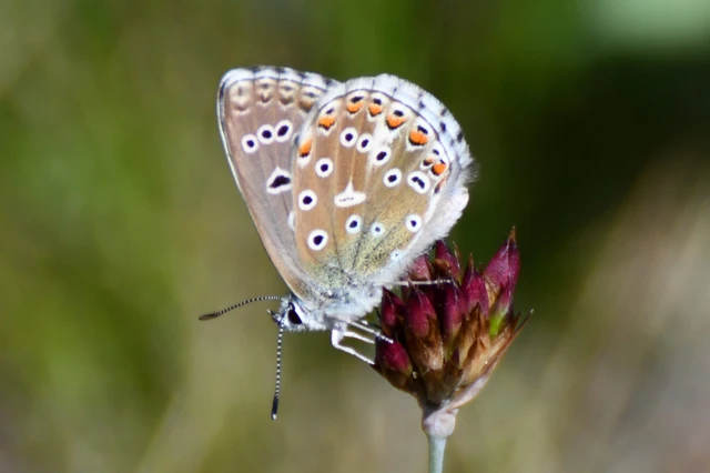 Polyommatus bellargus - égszínű boglárka