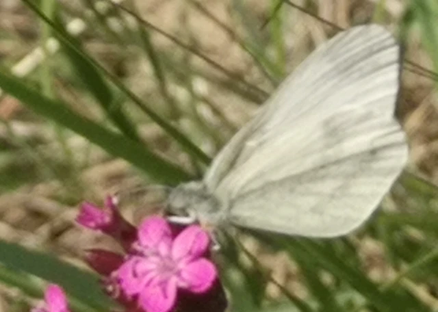 Leptidea sinapis - mustárlepke
