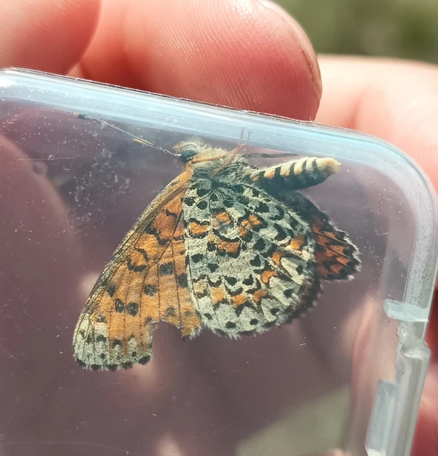 Melitaea trivia - kis tarkalepke