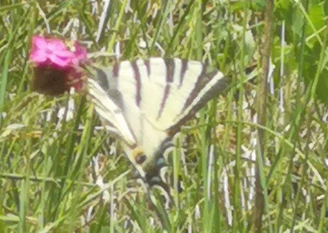Iphiclides podalirius - kardoslepke