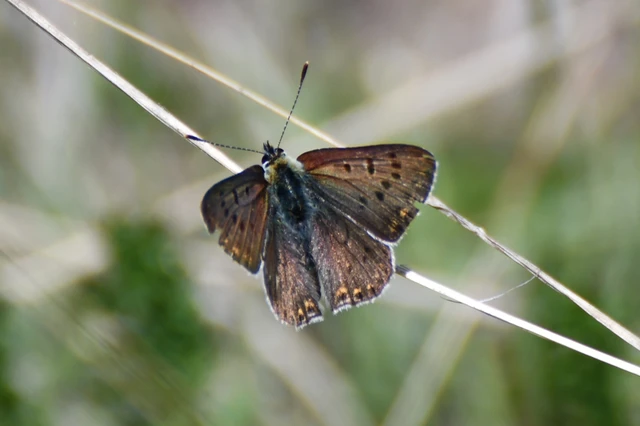 Lycaena tityrus - barna tűzlepke