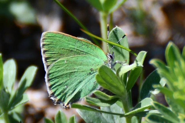 Callophrys rubi - zöldfonákú lepke