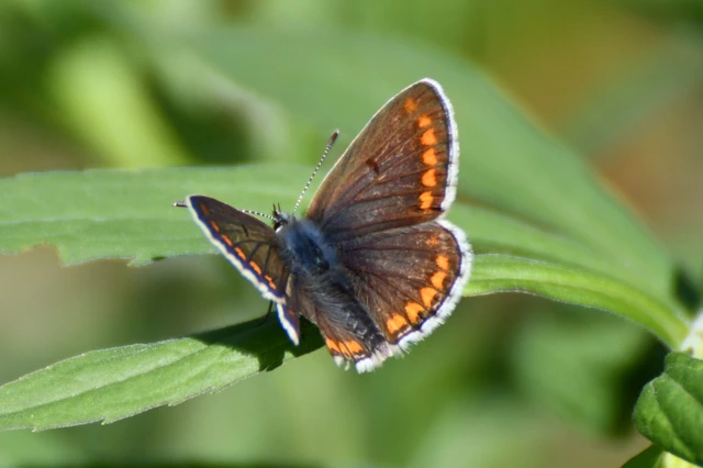 Aricia agestis - szerecsenboglárka
