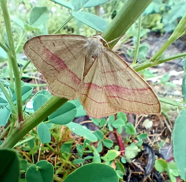 Rhodostrophia vibicaria - pirosszélű araszoló