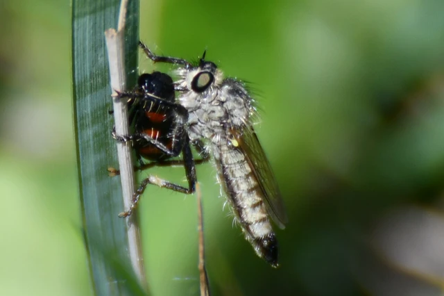 Asilidae - rablólégyfélék