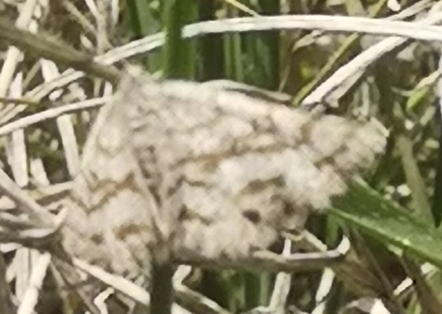 Ematurga atomaria - barna rétiaraszoló