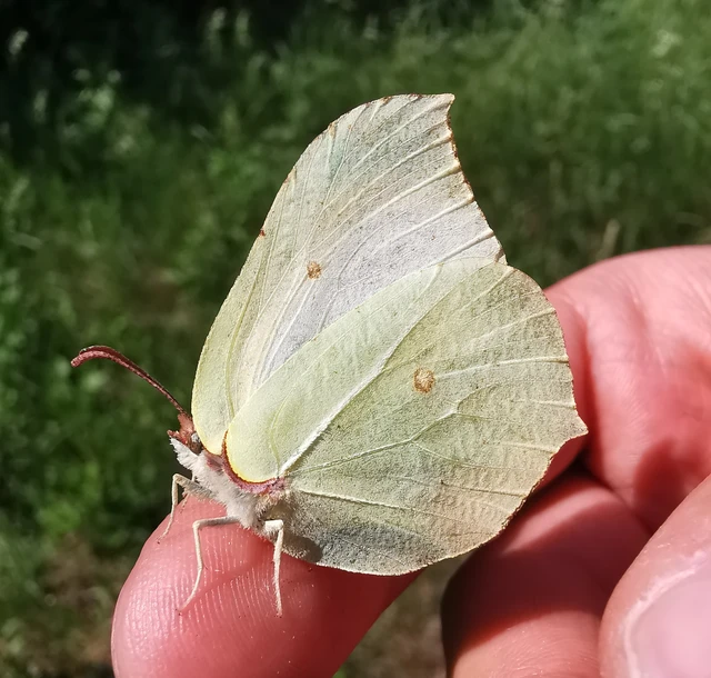 Gonepteryx rhamni - citromlepke