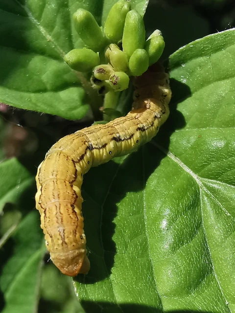 Erannis defoliaria - nagy téliaraszoló