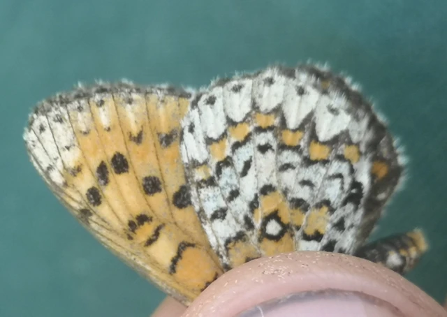 Melitaea trivia - kis tarkalepke