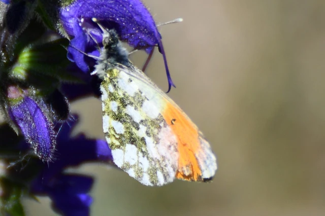 Anthocharis cardamines - hajnalpírlepke