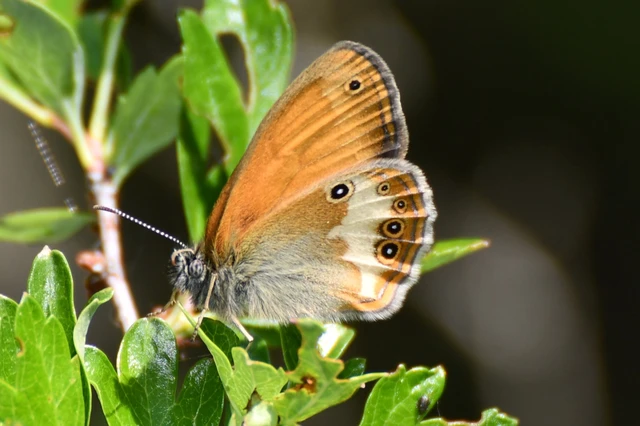 Coenonympha arcania - fehéröves szénalepke