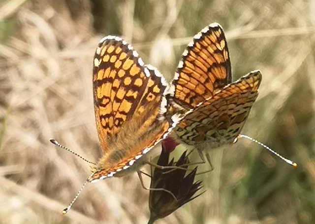 Melitaea cinxia - réti tarkalepke