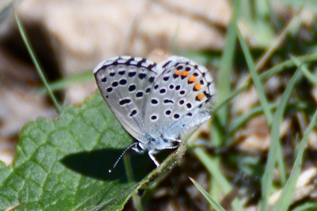 Pseudophilotes schiffermuelleri - apró boglárka