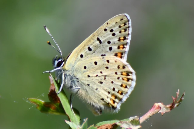 Lycaena tityrus - barna tűzlepke