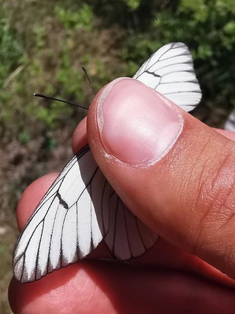 Aporia crataegi - galagonyalepke
