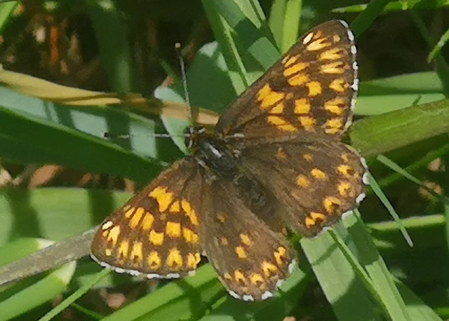 Hamearis lucina - kockáslepke