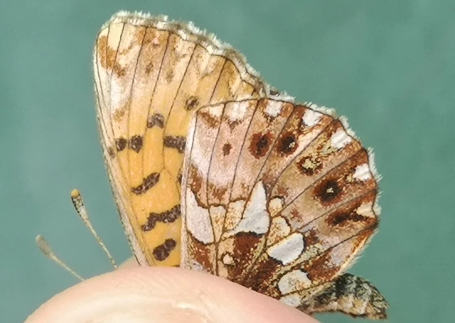 Boloria dia - kis gyöngyházlepke
