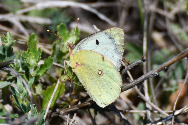 Colias hyale - kéneslepke