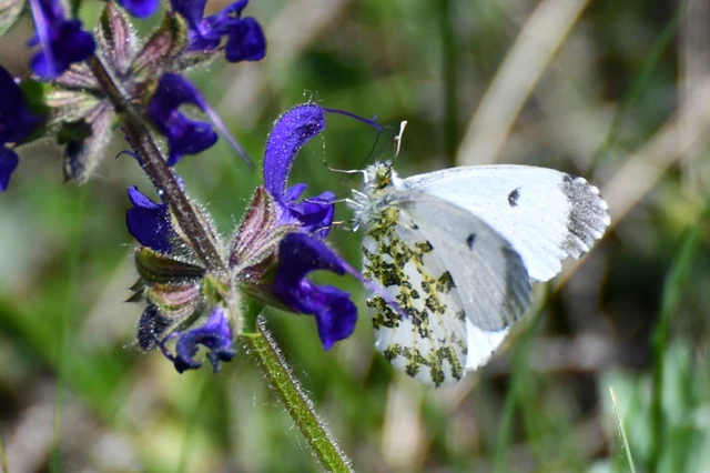 Anthocharis cardamines - hajnalpírlepke