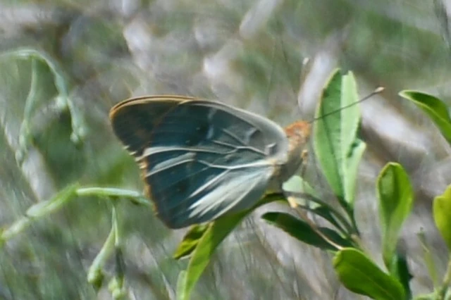 Argynnis pandora - zöldes gyöngyházlepke