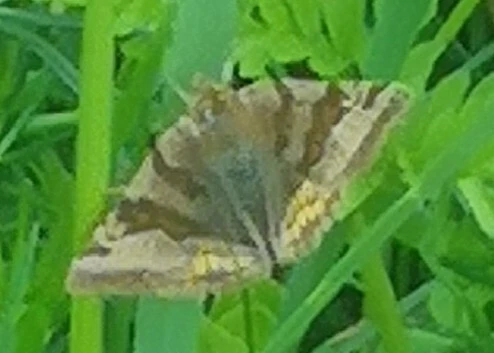 Euclidia glyphica - közönséges nappalibagoly
