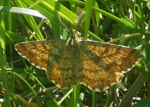 Ematurga atomaria - barna rétiaraszoló