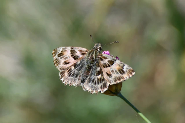 Carcharodus alceae - mályva-busalepke