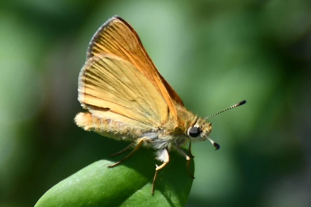 Ochlodes sylvanus - erdei busalepke