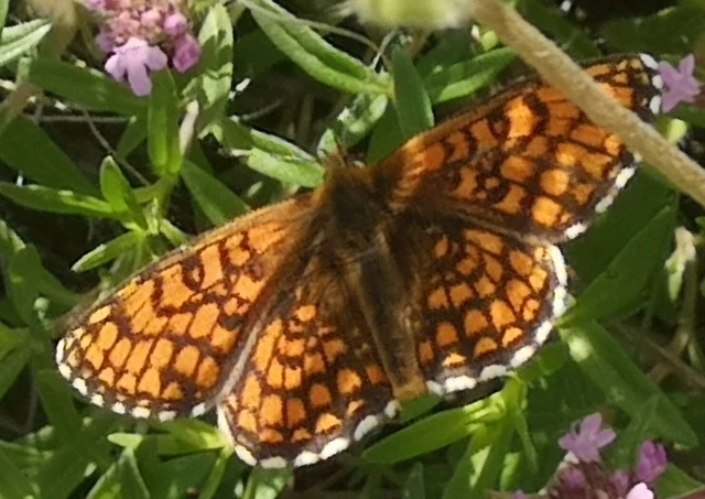 Melitaea athalia - közönséges tarkalepke