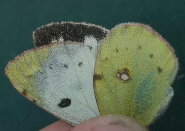 Colias alfacariensis - déli kéneslepke