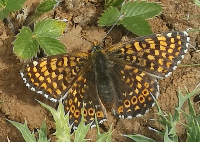 Melitaea cinxia - réti tarkalepke