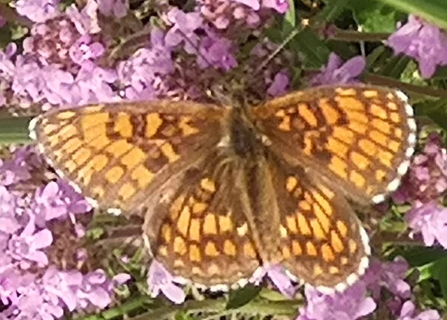 Melitaea athalia - közönséges tarkalepke