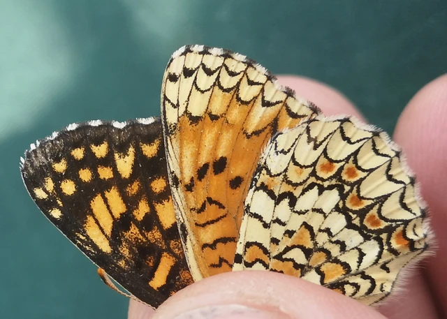 Melitaea phoebe - nagy tarkalepke